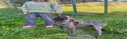 German Shorthaired Pointer dogs for adoption: Yaco  - Advert 11