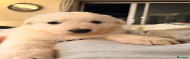 White Swiss Shepherd Puppy 2
