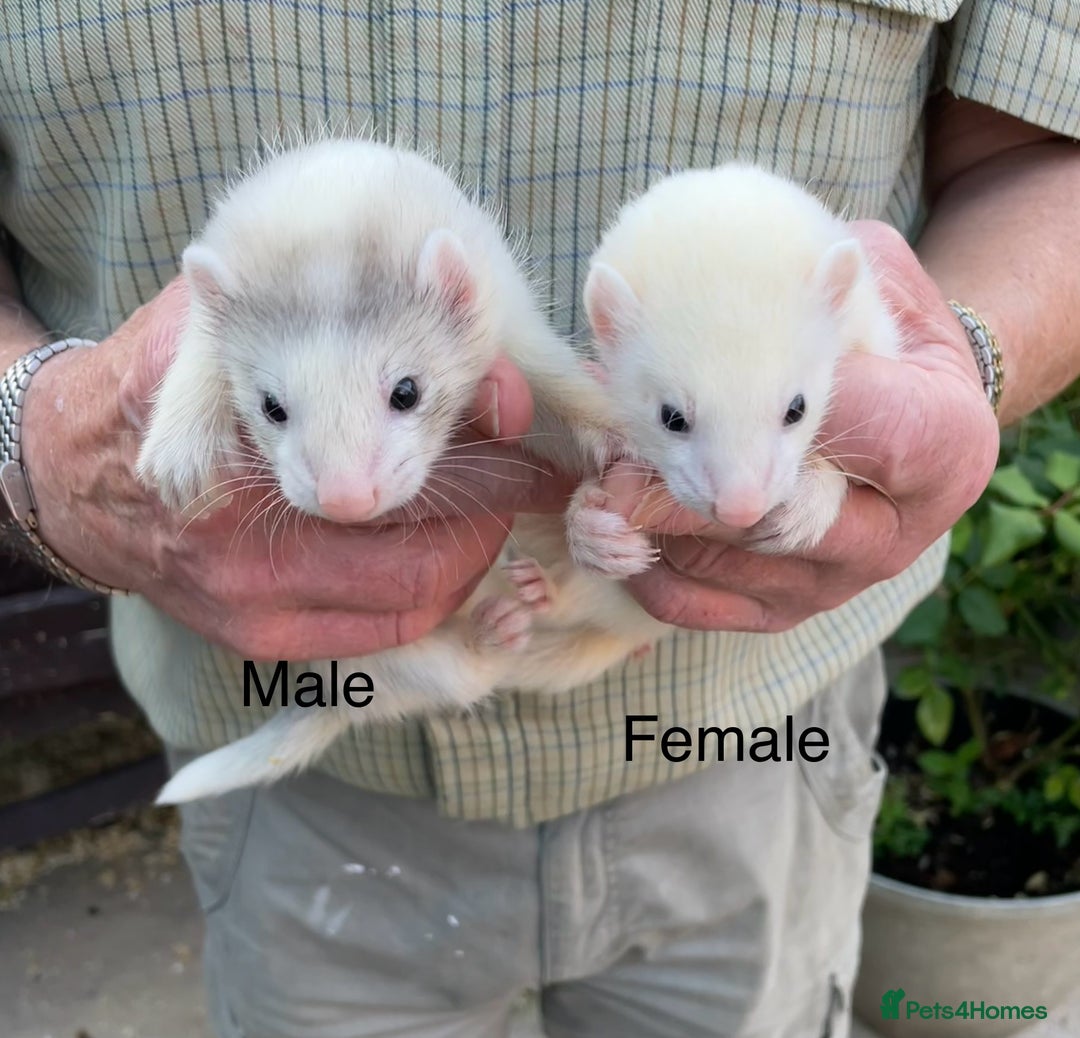Ferret rodents for sale: Greyhound Ferret Kits - Image 7