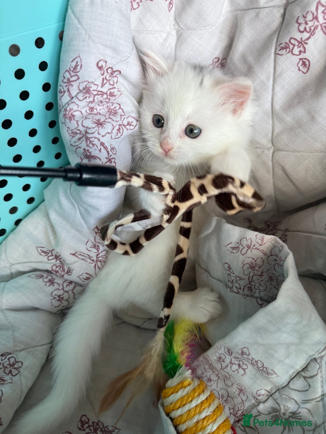 Ragdoll cats for sale: 2 left! Female Ragdoll mix kittens for sale  - Image 14