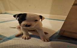 Staffordshire Bull Terrier dogs for sale: RARE CLASSIC MARKINGS - Image 12