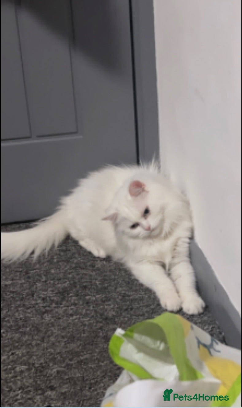 British Shorthair cats Beutiful kittens with mother  - Advert 18