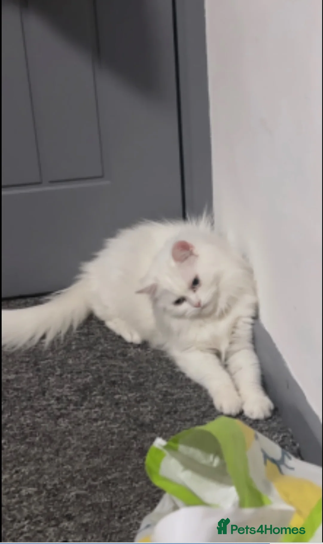 British Shorthair cats for sale: Beutiful kittens with mother  in Stanmore - Advert 1