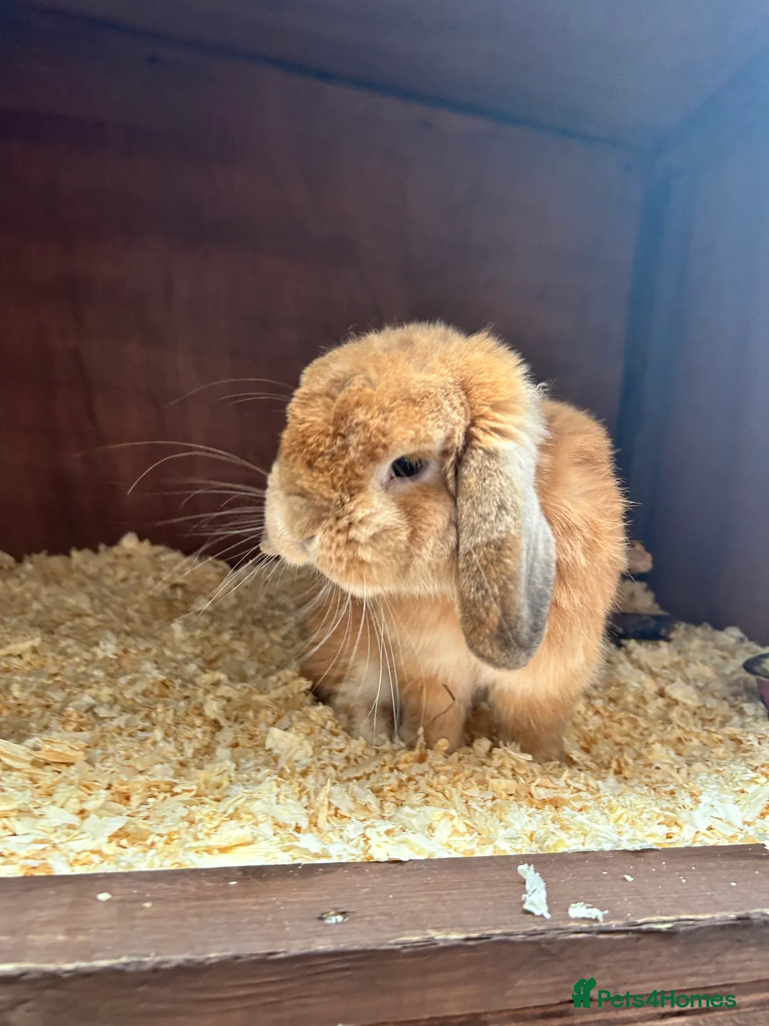 Mixed Breed rabbits for sale: Rabbits for sale  - Advert 7