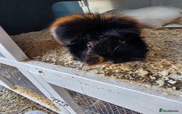Guinea Pig rodents for sale: 2x Female Guinea Pigs & Bluebell Hutch - Image 6