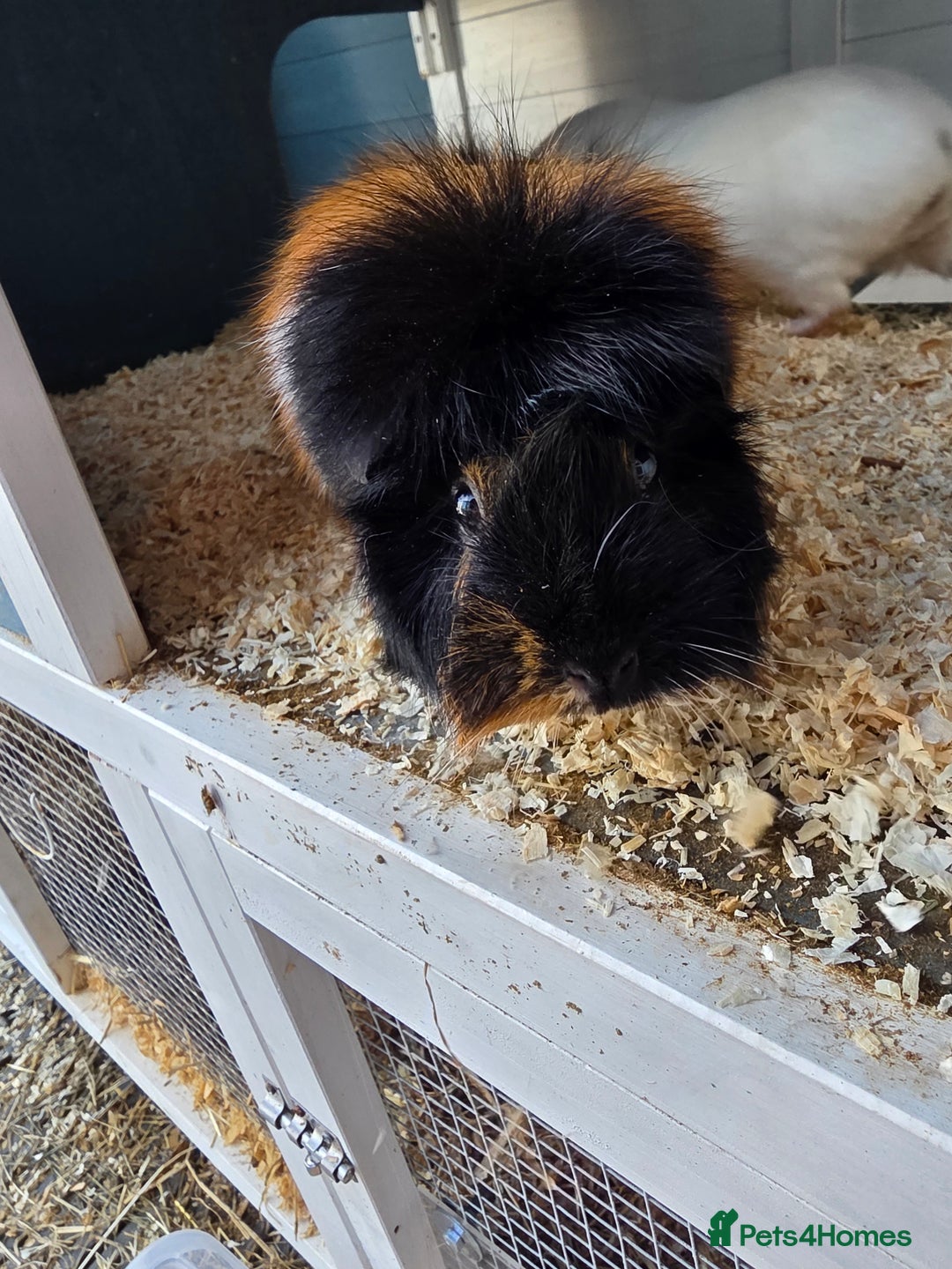 Guinea Pig rodents for sale: 2x Female Guinea Pigs & Bluebell Hutch - Image 6