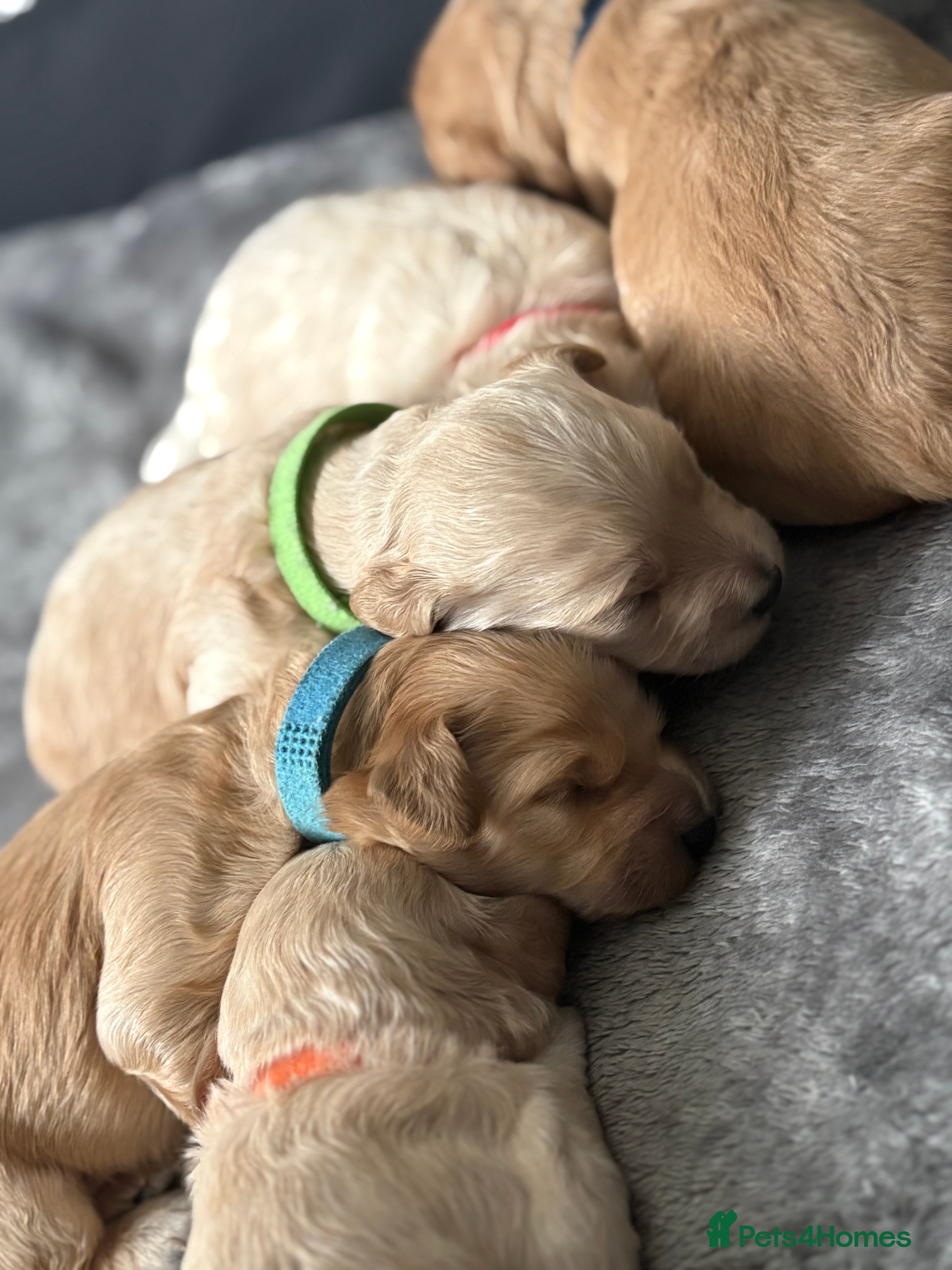 Cockapoo dogs LAST BOY AND GIRL F1B cockapoo puppies  - Advert 15