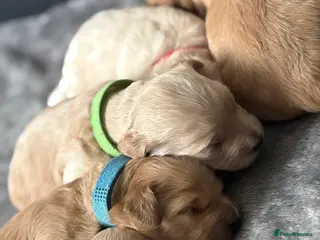 Cockapoo dogs LAST BOY AND GIRL F1B cockapoo puppies - Advert 15