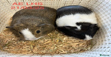Guinea Pig rodents - Advert 10