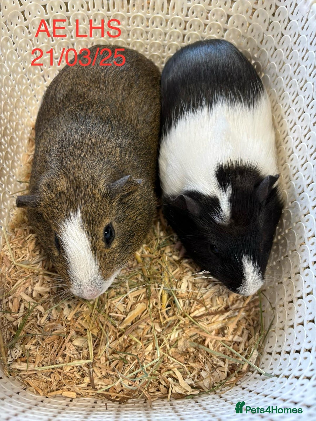 Guinea Pig rodents for sale: Pairs of Male Guinea pigs ready now  - Image 3