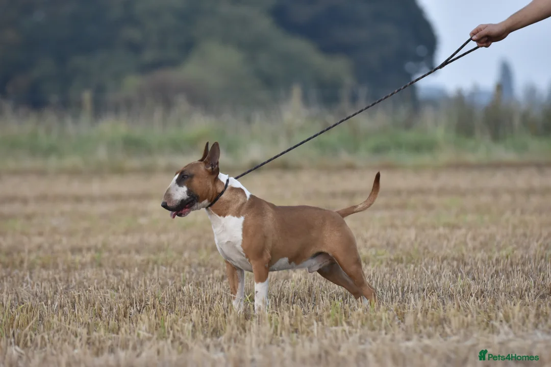English Bull Terrier dogs for stud: Quality and proven english bull terrier for stud in Preston - Advert 6