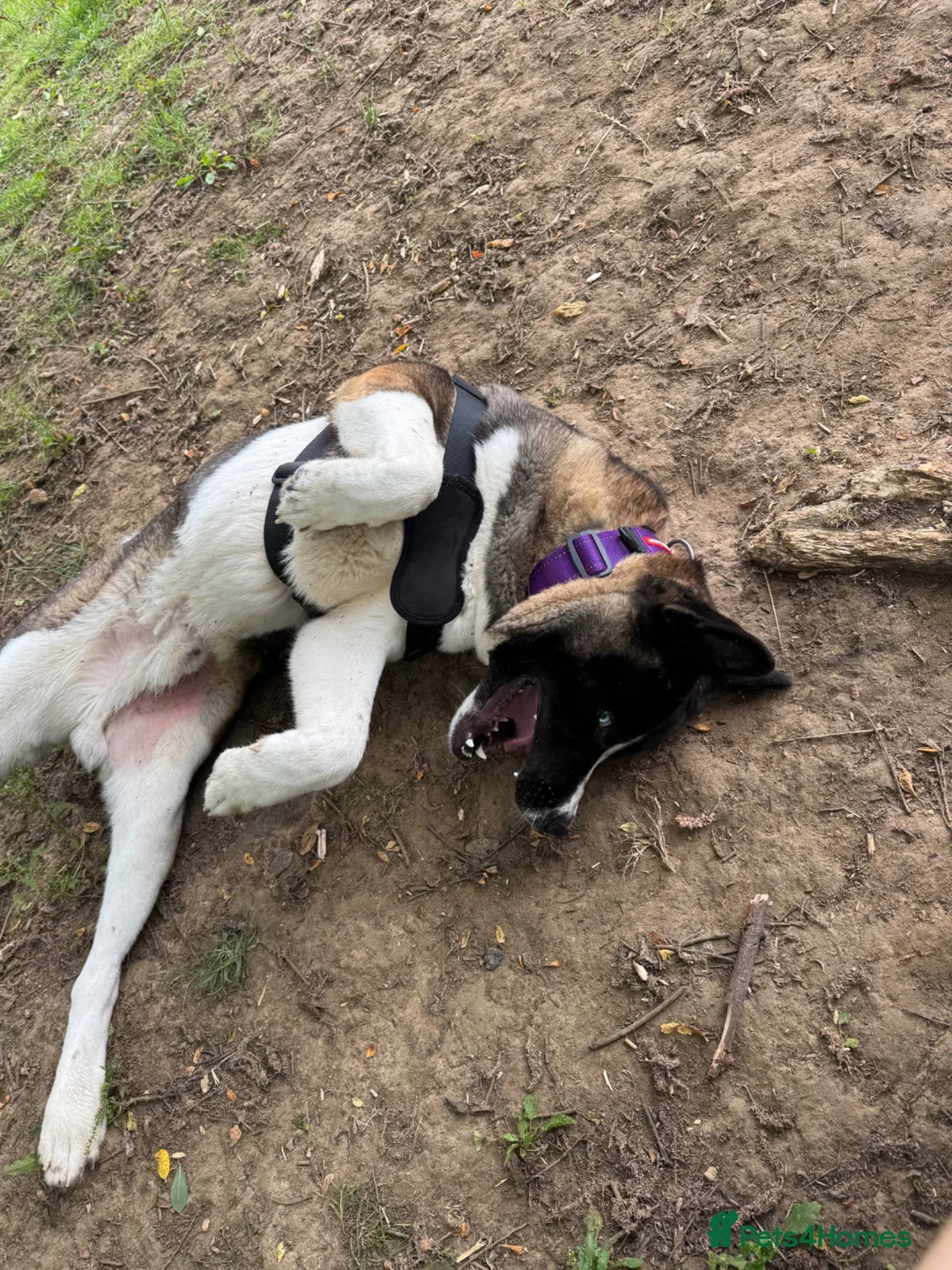 Akita dogs for sale: American Akita  in Whitstable - Advert 2