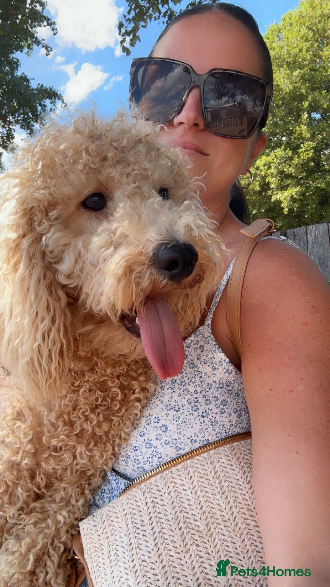 Miniature Poodle dogs for stud: Beautiful miniature poodle  - Advert 1