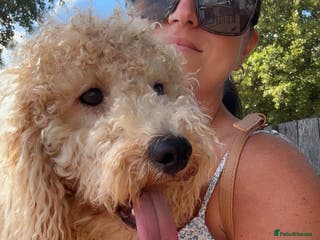 Miniature Poodle dogs Beautiful miniature poodle - Advert 3