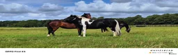 Irish Cob horses for sale: 8yo cob x project in Lancaster - Advert 16