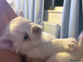 French Bulldog dogs Visual fluffy French bulldogs - Advert 14