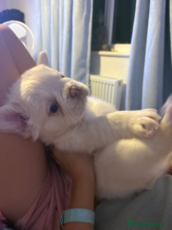 French Bulldog dogs Visual fluffy French bulldogs - Advert 13