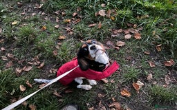 Cavalier King Charles Spaniel dogs for sale: Alfie the Cavalier King Charles - Image 6