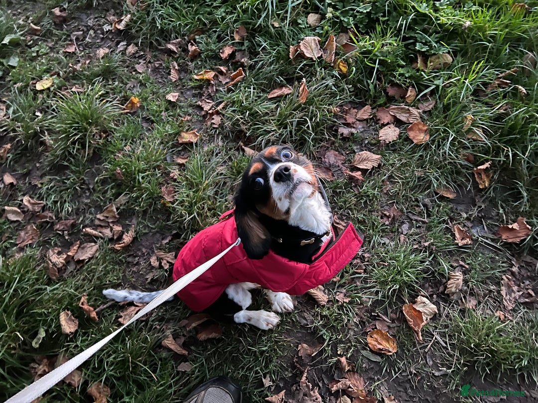 Cavalier King Charles Spaniel dogs for sale: Alfie the Cavalier King Charles - Image 6