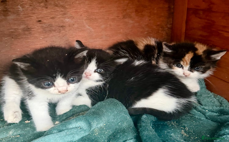 Mixed Breed cats - Advert 3