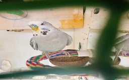 Budgerigars birds for sale: Budgies for sale  - Image 5