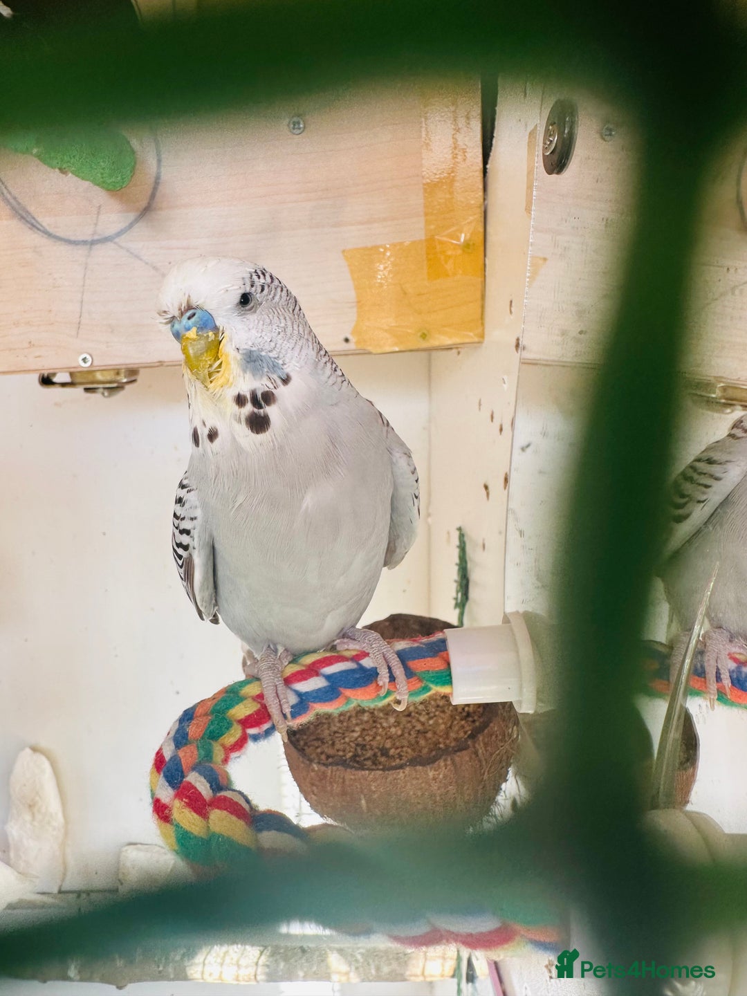 Budgerigars birds for sale: Budgies for sale  - Image 5