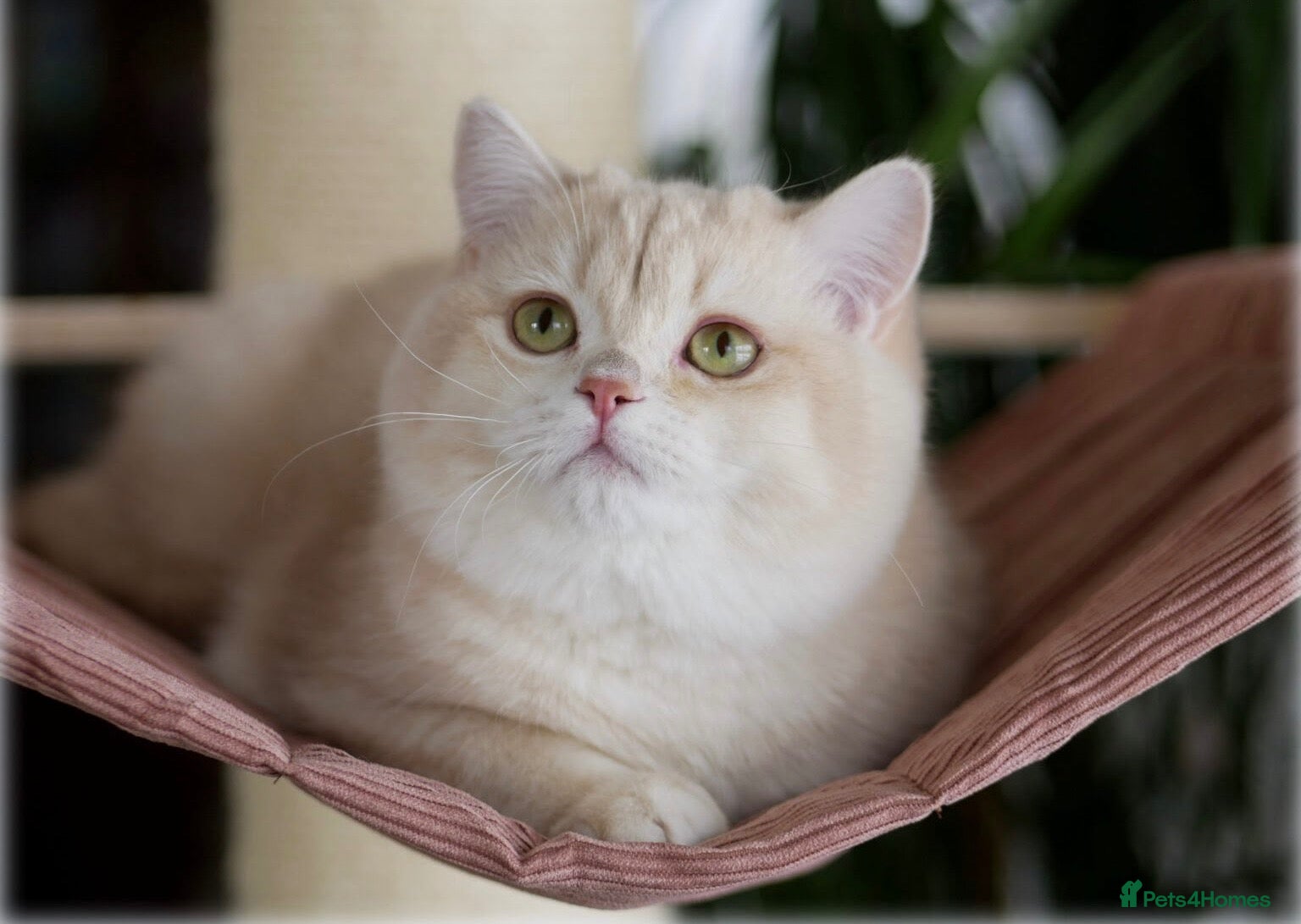 British Shorthair cats for stud: 👑 British Shorthair Fawn Golden Chinchilla ✨ - Advert 1