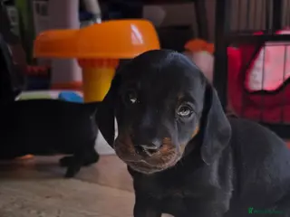 Dachshund dogs Stunning Mini Dachshund litter 4 males 1 female - Advert 5