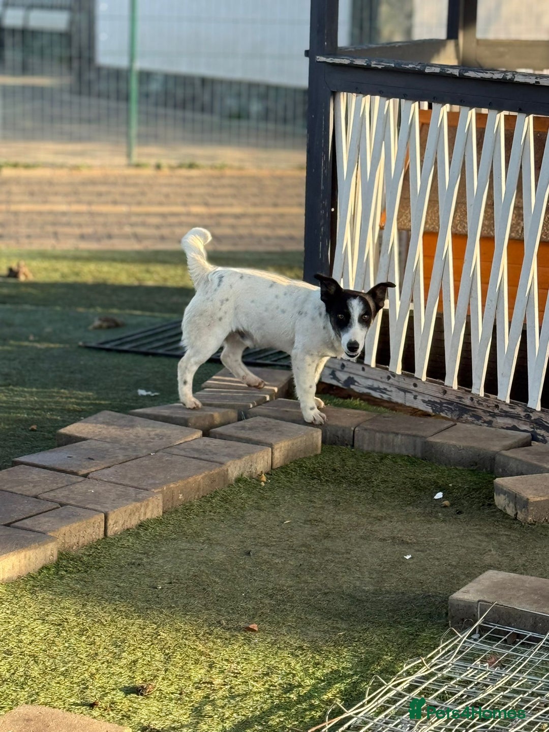 Mixed Breed dogs for adoption: Gorgeous little Andor looking for love - Advert 16