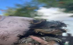 Yorkshire Terrier dogs for sale: Double vaccinated ready to leave - Image 37