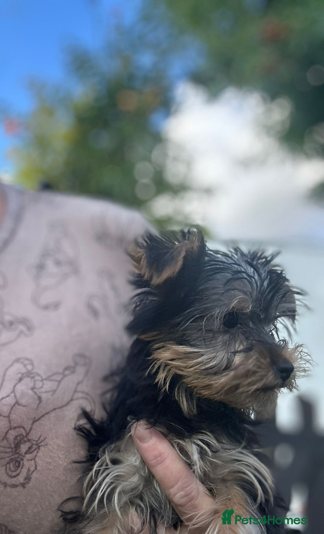 Yorkshire Terrier dogs for sale: Double vaccinated ready to leave - Image 37