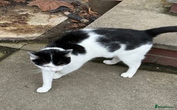 Domestic Shorthair cats for sale: Beautiful Kittens ready for forever home  - Image 6