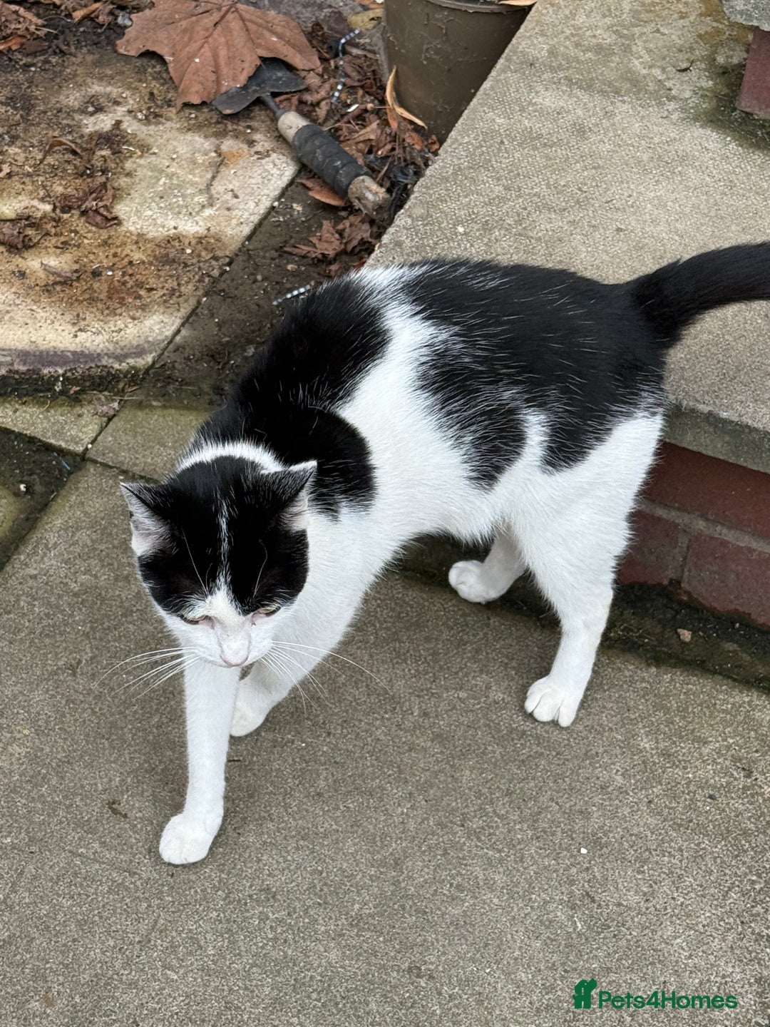 Domestic Shorthair cats for sale: Beautiful Kittens ready for forever home  - Image 6