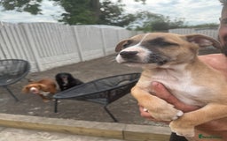 Mixed Breed dogs for sale: Bull Herder pups for sale  - Image 4