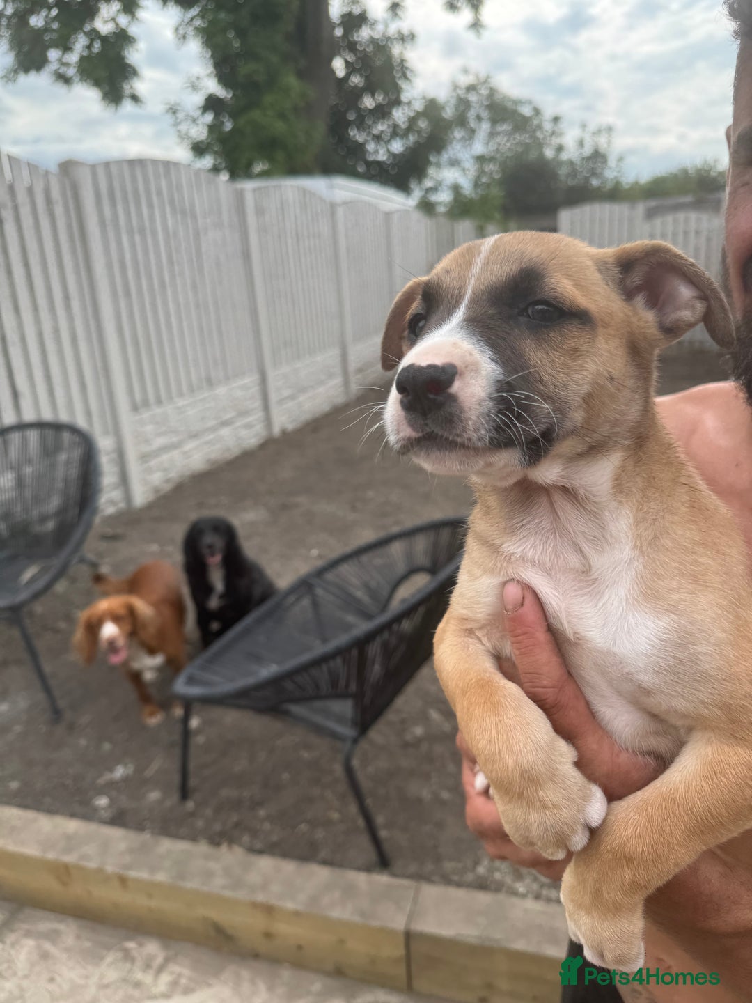 Mixed Breed dogs for sale: Bull Herder pups for sale  - Image 4