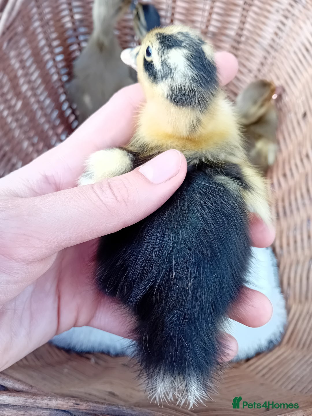 Ducks poultry for sale: Mixed Color Indian Runner Ducklings - Image 21