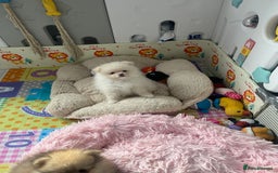 Pomeranian dogs for sale: Beautiful Pomerian Boy  - Image 20