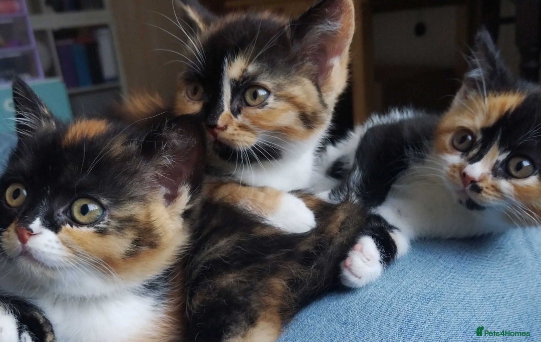 Devon Rex cats for sale: Just 1 girl left - GCCF Devon Rex Variant kittens  in Wolverhampton - Image 23