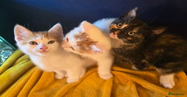 Mixed Breed cats - Advert 7