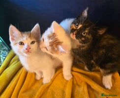 Mixed Breed cats - Advert 12