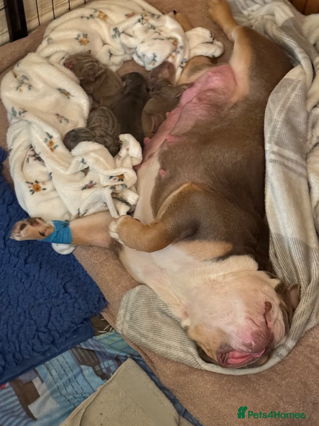 English Bulldog dogs for sale: KC English bulldog puppies  in Aberdeen - Advert 1