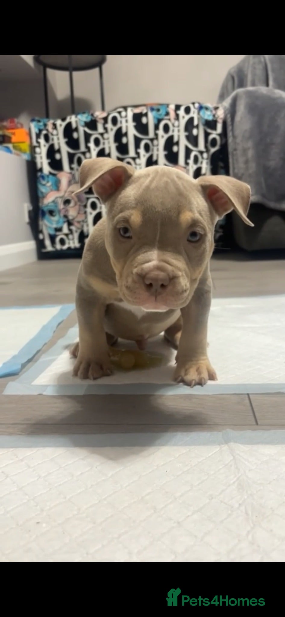 American Bully dogs American Pocket bully puppy’s  - Advert 8