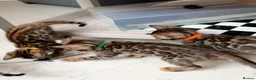 Bengal cats for sale: TICA Registered Bengal Kittens - Advert 19