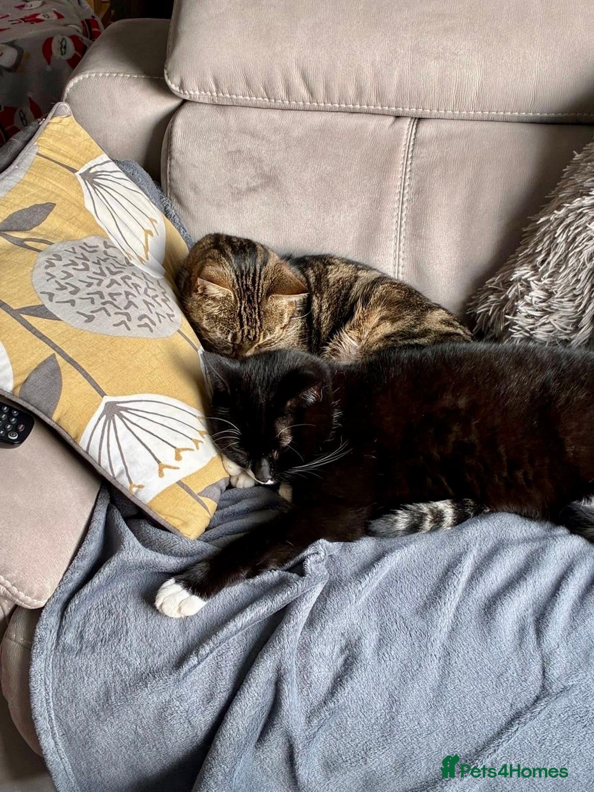 Domestic Shorthair cats Buddy & Beau - Advert 2