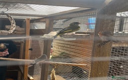 Canaries birds for sale: Canaries and finches  - Image 11
