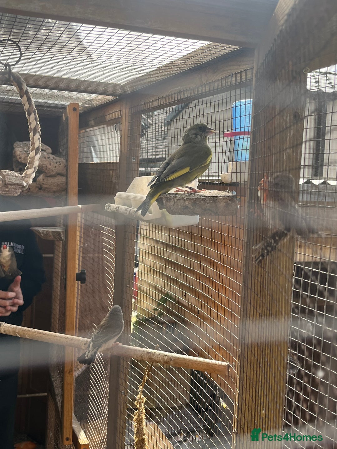 Canaries birds for sale: Canaries and finches  - Image 11