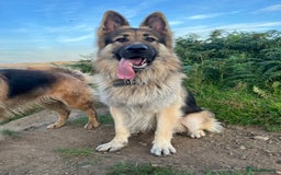 German Shepherd dogs for sale: Beautiful GSD pups - Image 23