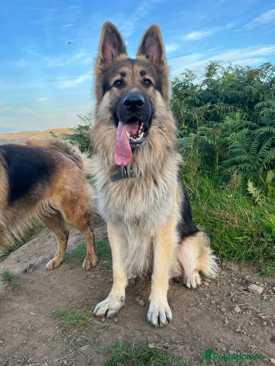 German Shepherd dogs for sale: Beautiful GSD pups - Image 23