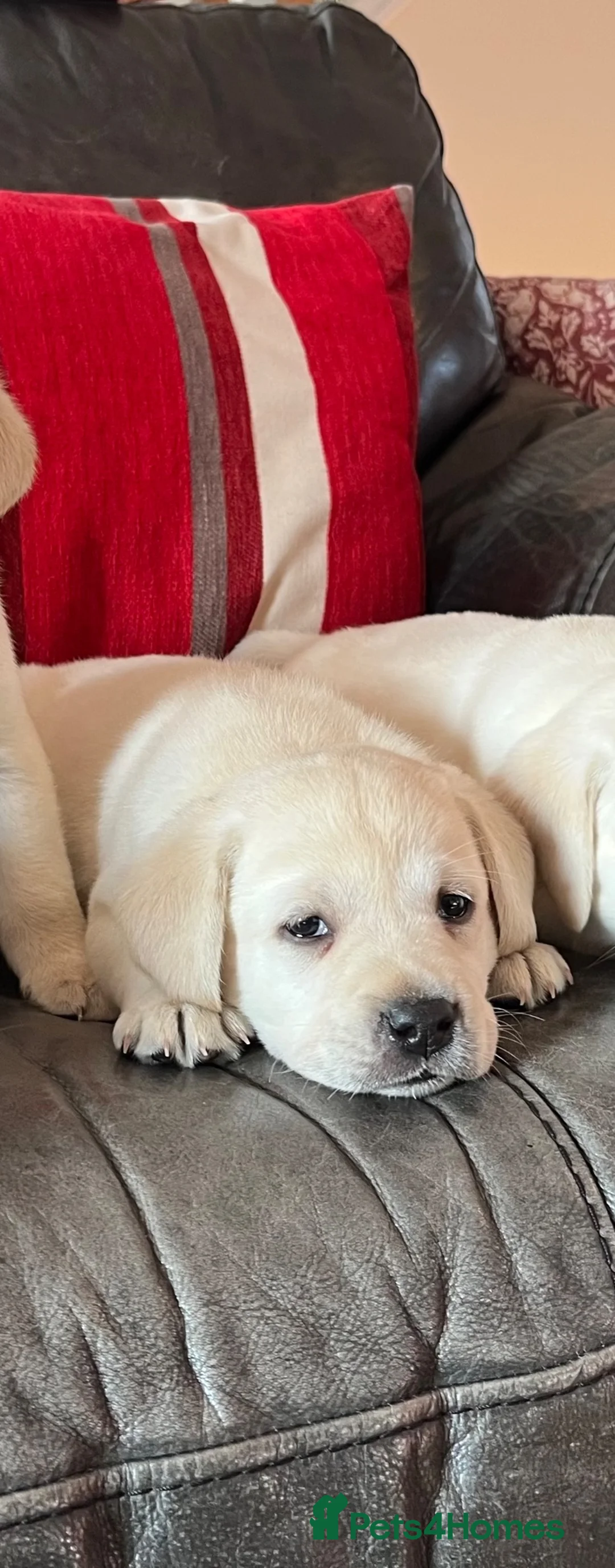 Labrador Retriever dogs for sale: Chunky Health tested KC reg white Labrador 🐶  - Advert 11