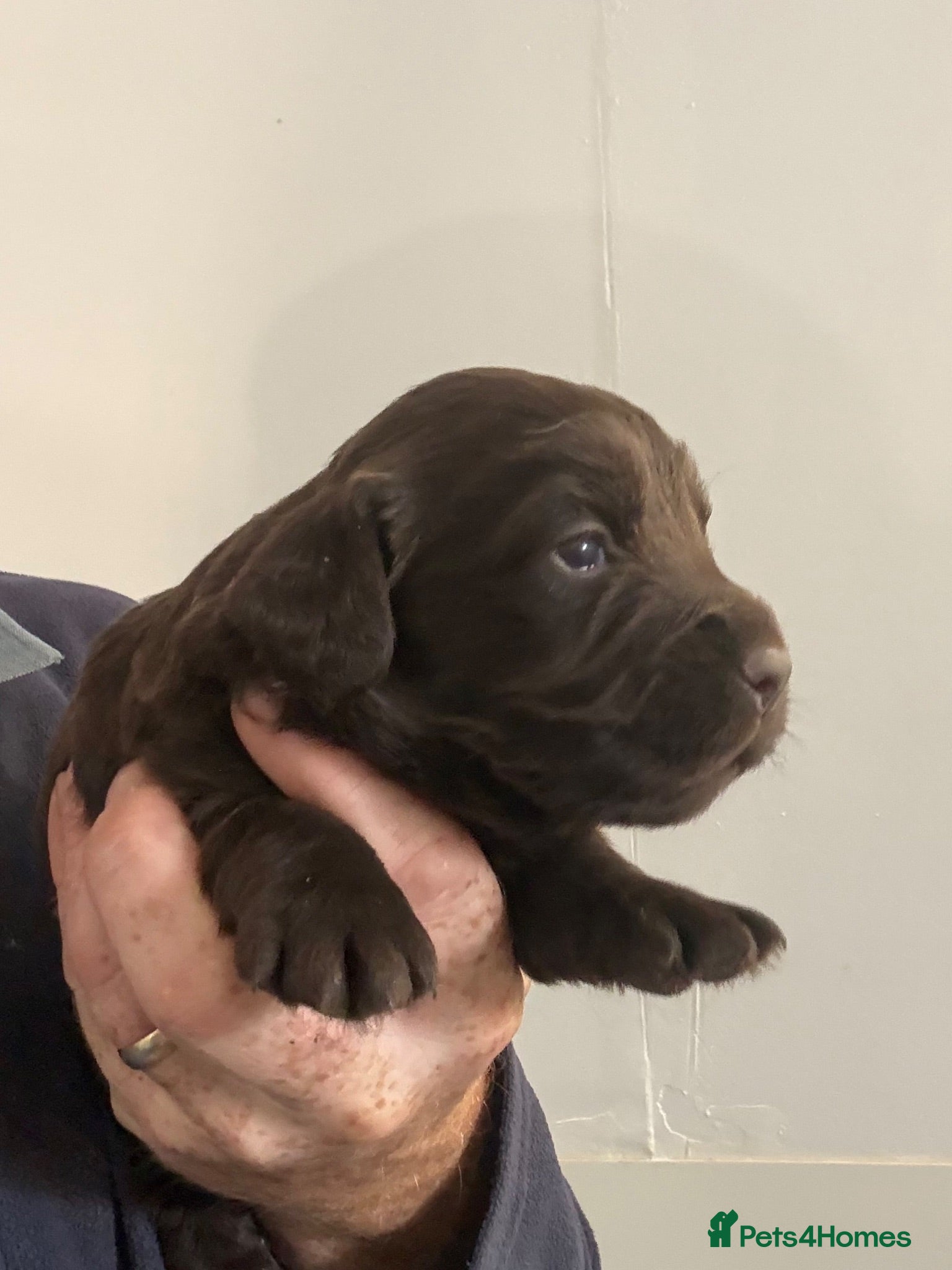 Cocker Spaniel dogs Chocolate Cocker Spaniel Pups - Advert 2